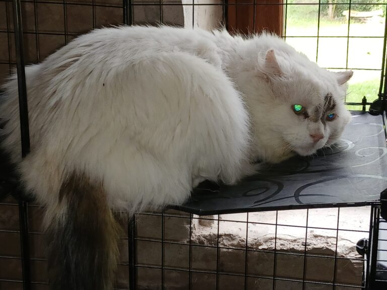 Ary, chat blanc à poils longs allongé sur sa cage