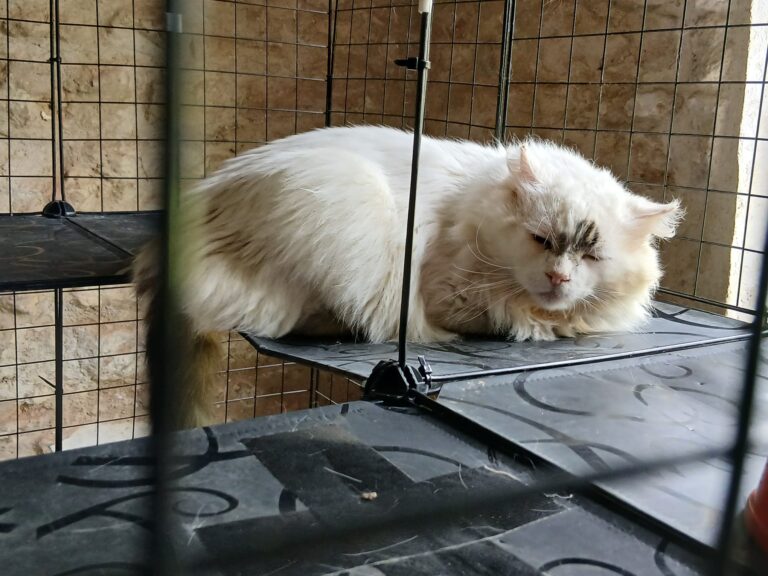 Ary chat blanc poils longs en famille d'accueil