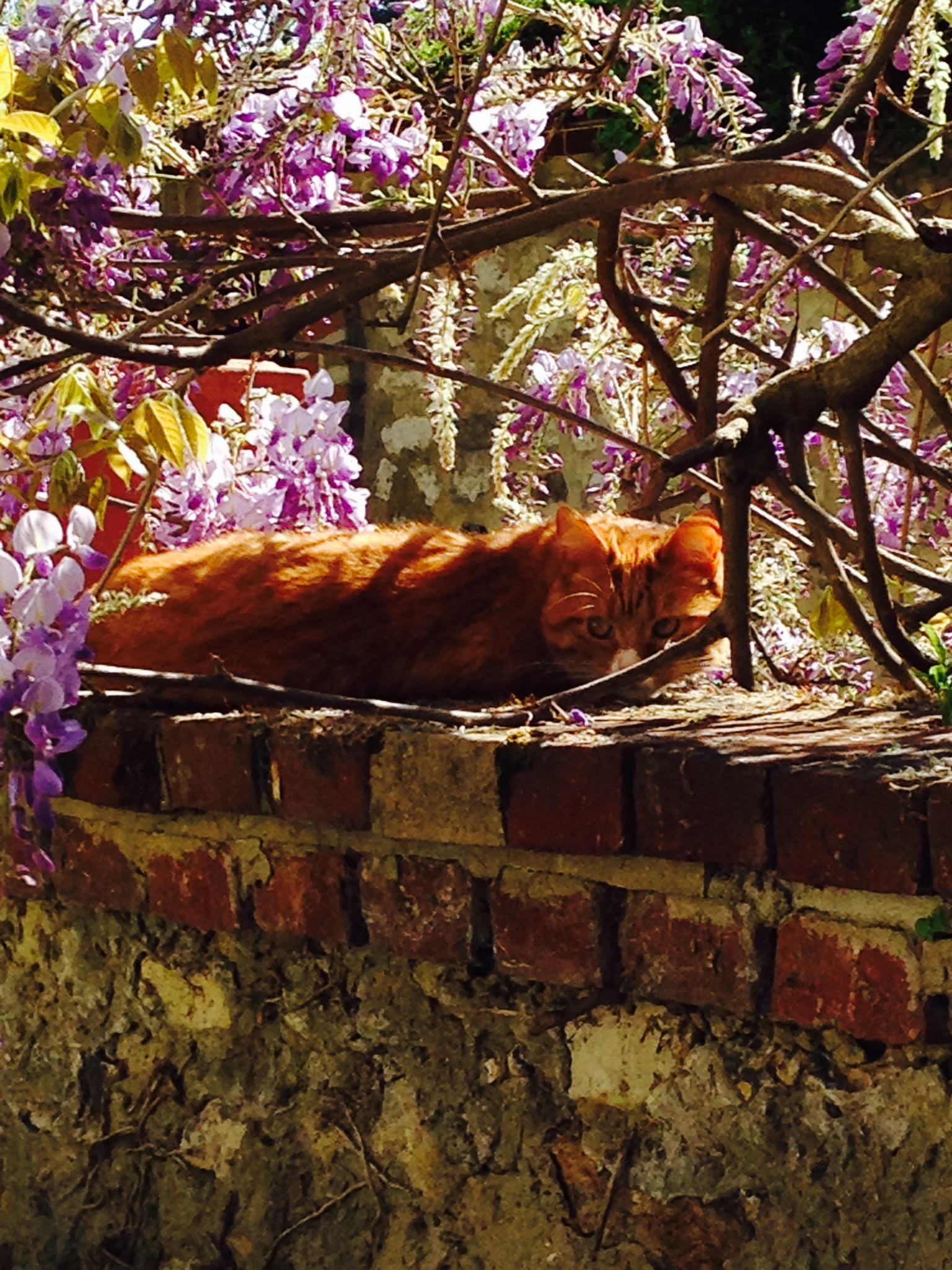 Chat couché sous lycine