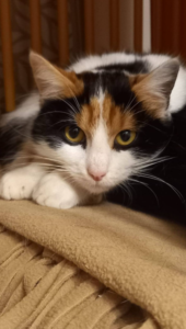 Chatte accueillie et protégée par l’association Chats en détresse