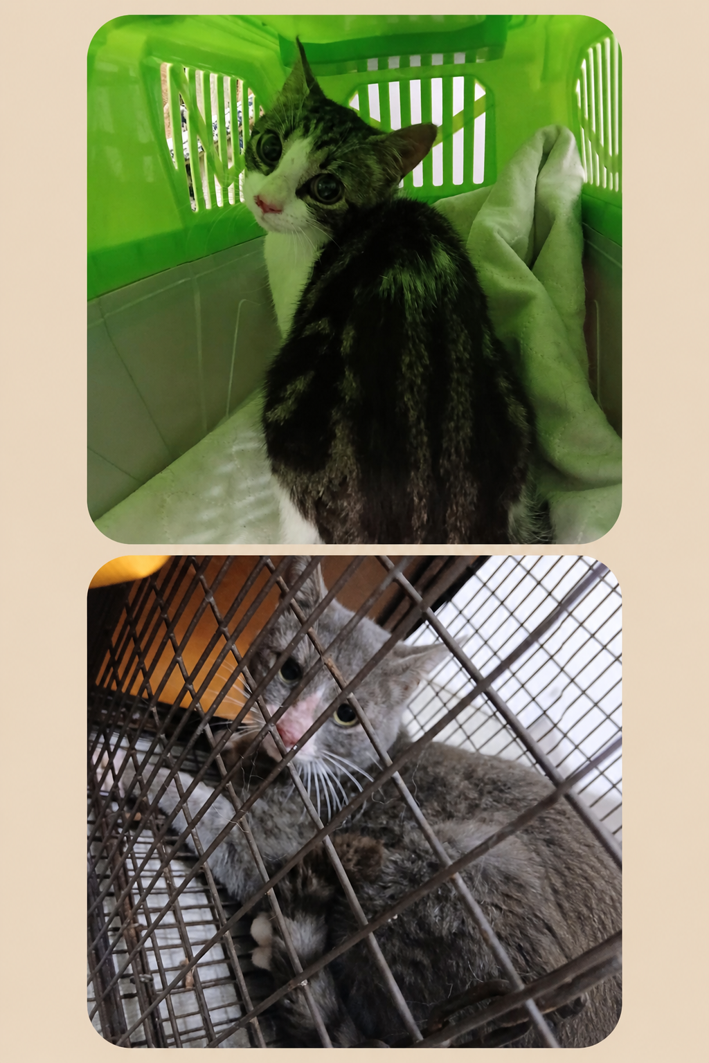 Opération trappage de deux chats