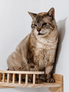 Arthur, chat senior à l'adoption
