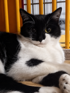 Amadeus, jeune chat noir et blanc allongé devant une barrière jaune