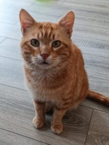 Bogoss, chat roux assis sur un parquet et regardant l’objectif