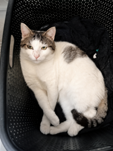 Bozo, chat blanc aux marques tigrées, assis sur un fauteuil noir et regardant l’objectif.