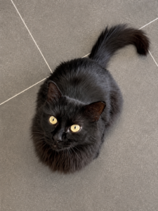 Wilo, chat noir à poil long et aux yeux jaunes, assis sur un sol gris et regardant vers l’objectif.