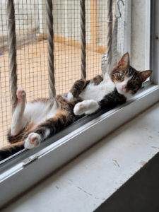 Windows, chat tigré et blanc, allongé dans une position détendue sur le rebord sécurisé d’une fenêtre.
