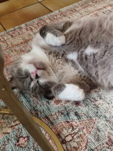 Abel, chat gris et blanc endormi sur le dos, les pattes repliées.
