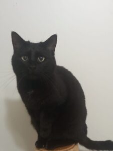 Aldo, chat noir aux yeux verts assis sur un griffoir.