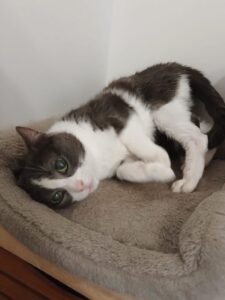 Alphonsine, chatte grise et blanche allongée dans son panier, le regard tourné vers l’objectif.