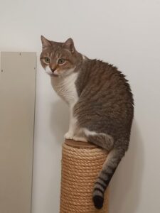 Amande, chatte tigrée et blanche assise sur un griffoir.