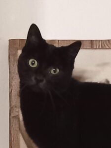 Angèle, chatte noire aux yeux verts regardant l’objectif, la tête légèrement inclinée.