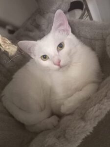 Appolo, jeune chat blanc aux yeux verts installé dans un arbre à chat.
