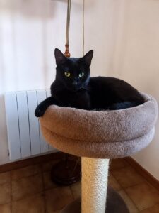 Ariette, chatte noire aux yeux de couleurs différentes, couchée dans son arbre à chat.