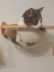 Azouma, chatte tigrée grise et blanche, installée dans un couchage mural transparent.