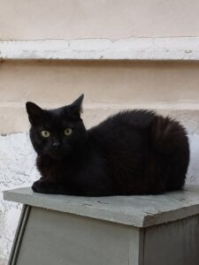 Isis, chatte noire aux yeux verts, couchée sur une étagère grise.