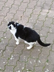 Pirate, chat noir et blanc, debout sur une allée pavée.