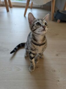 Bérengère, jeune chatte tigrée à adopter auprès de l’association Chats en Détresse