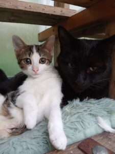 Bubble, jeune chatte blanche et tigrée à adopter auprès de l’association Chats en Détresse