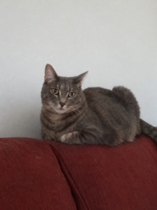 Vaïna, jeune chatte grise tigrée, installée sur un canapé