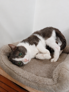 Chatte blanche et grise allongée dans panier qui regarde l'objectif