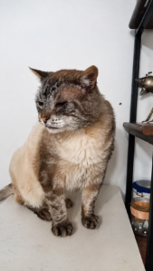 Chat âgé crème et marron assis sur une table