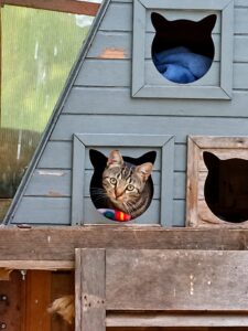 Benco, chat tigré aux yeux verts, regarde par l’ouverture d’une maisonnette en bois.