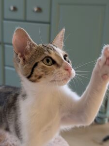 Bibiche, jeune chatte tigrée et blanche à adopter auprès de l’association Chats en Détresse