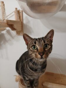 Bigoudi, jeune chat tigré aux yeux verts, proposé à l’adoption par l’association Chats en détresse.