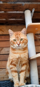 Chat roux aux yeux verts assis au pied d'un arbre à chat