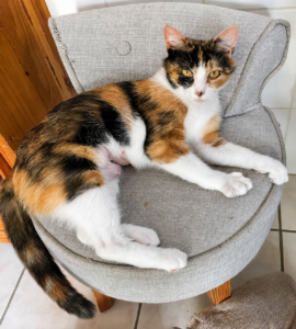 Chatte tricolore couchée sur fauteuil qui regarde l'objectif