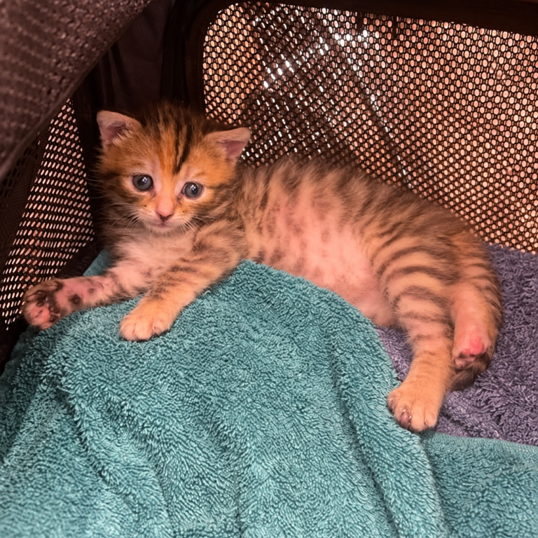 Jeune chaton roux tigré allongé sur des serviettes su un canapé