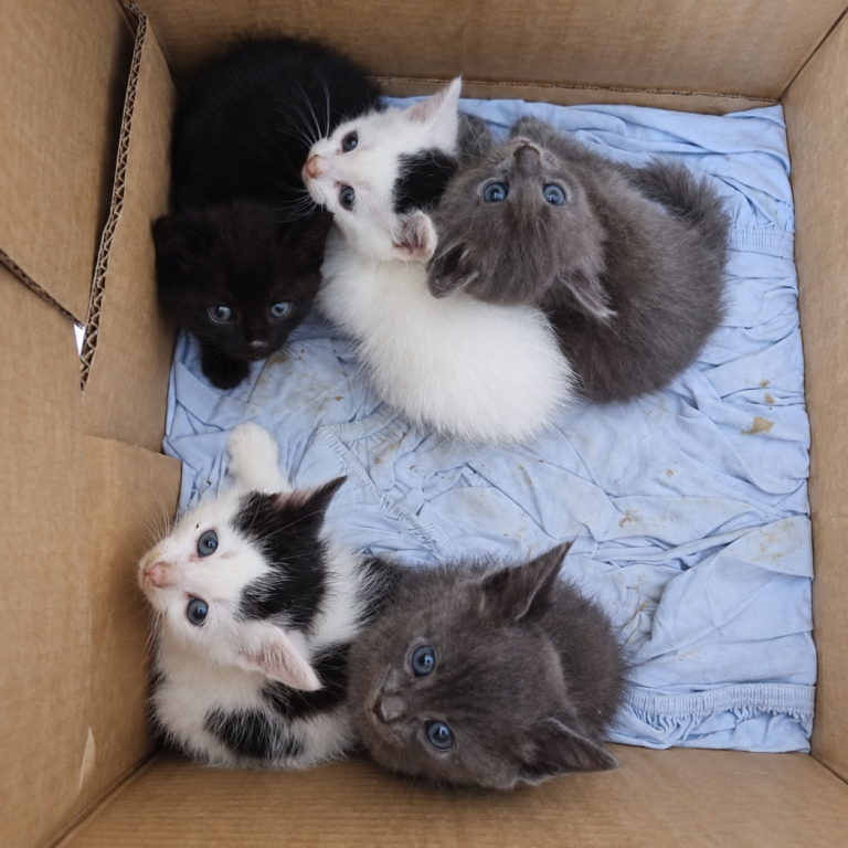 Cinq chatons noirs, blancs et gris regroupés dans un carton.