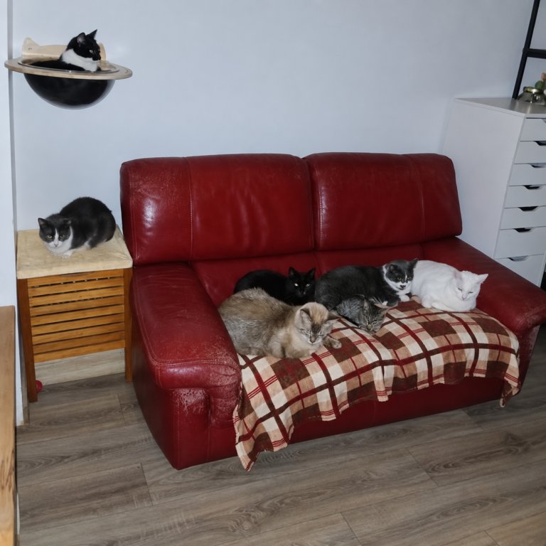 Plusieurs chats se reposant sur un canapé rouge et des couchages muraux.