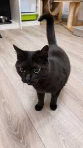 Chatte noir debout sur un revêtement parquet