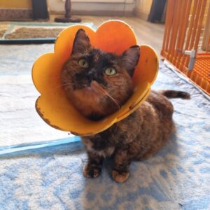 Nami, chatte écaille de tortue, portant une collerette orange après son opération.