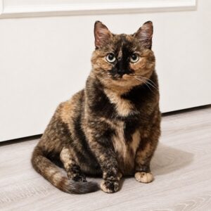 Nami, chatte écaille de tortue guérie et adoptée, assise face à l’objectif.