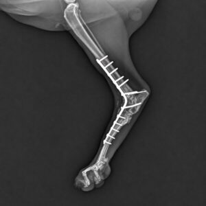 Radiographie de la patte opérée de Nami montrant la plaque et les vis.
