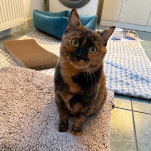 Nami, chatte écaille de tortue, regardant attentivement l’objectif.