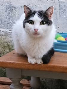 Chat noir et blanc assis sur table en extérieur