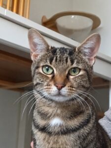 Bérénice, chatte tigrée aux yeux verts et à la petite tache blanche sur le poitrail, regarde l’objectif.