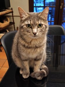 Ballerine, chatte grise tigrée aux yeux dorés, assise sur une table et regardant l’objectif.