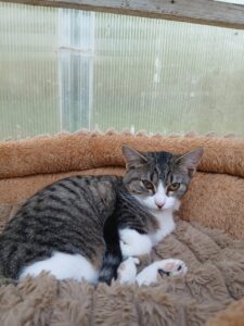 Princesse, chatonne tigrée et blanche, couchée dans un panier douillet beige.