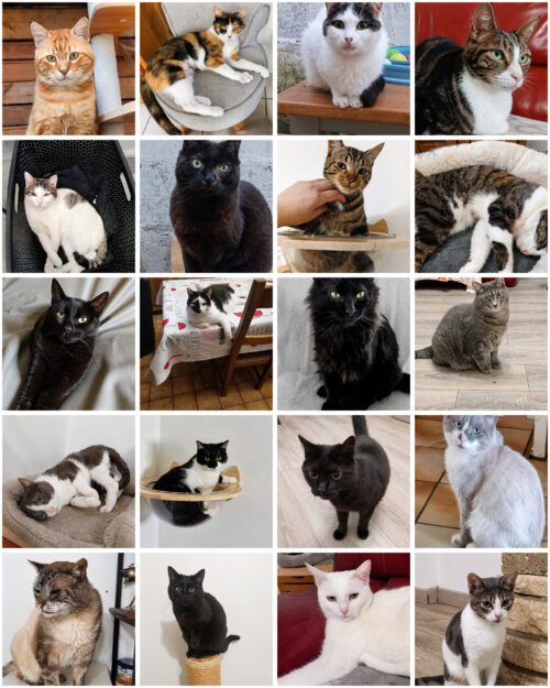 Chats et chatons à adopter dans le Val-d’Oise