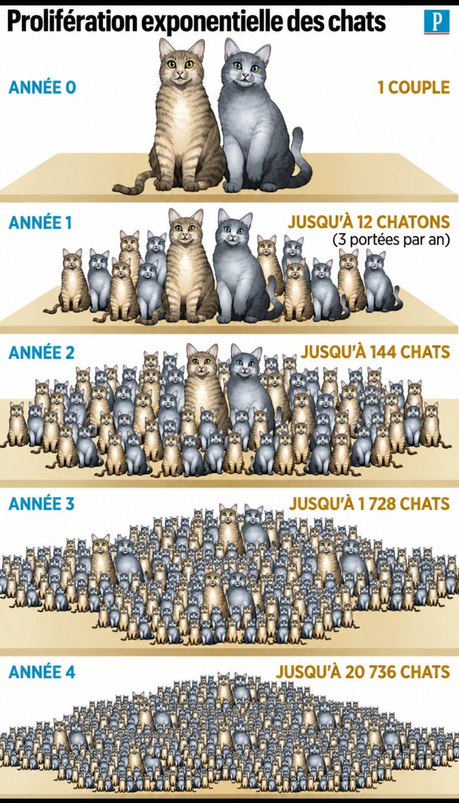 Infographie illustrant la multiplication des chats à partir d’un couple, de l’année 0 à l’année 4, avec des groupes de chats de plus en plus nombreux.